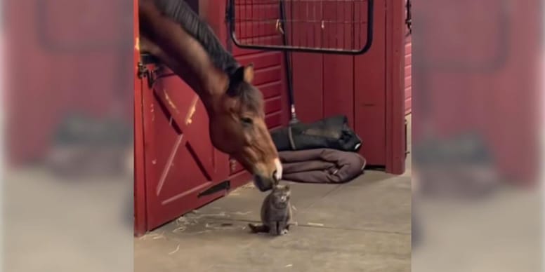 Horse nibbles cat's head his reaction is absolutely adorable (video)