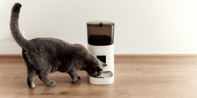 Best automatic cat feeder UK options in 2024