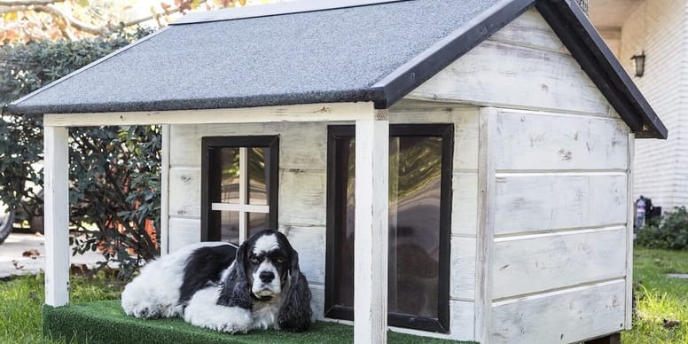 Primo cane quale scegliere?