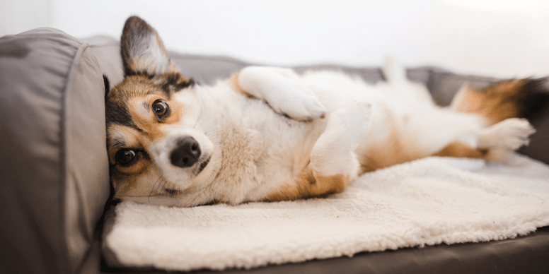 Reasons Why Dogs Pee On The Bed And How To Stop It atelieryuwa.ciao.jp