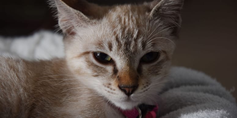 Come fanno a fare le fusa i gatti?