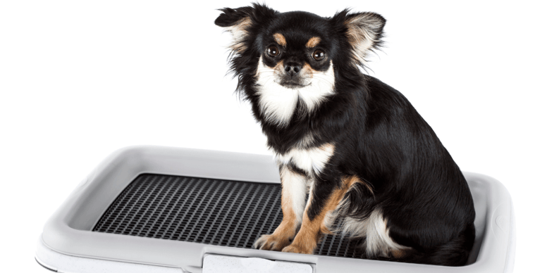 Best dog toilets and litter trays for dogs in 2024