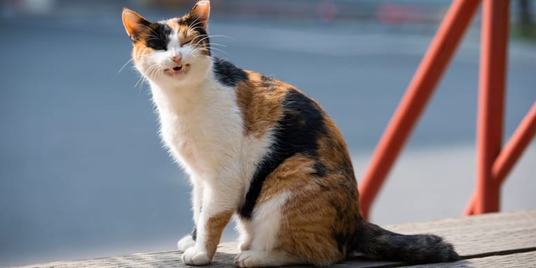 Chat qui Tousse Causes et Traitements Toux Chat