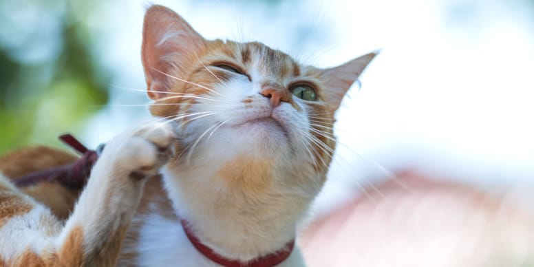 Eczéma du Chat Symptômes, Causes et Traitements