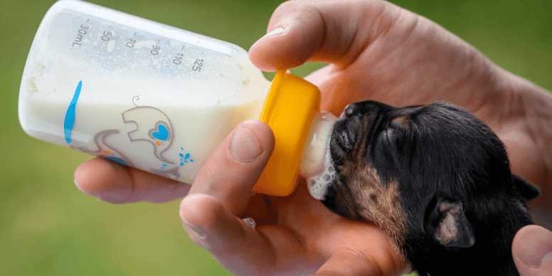 Best puppy formula milk in 2025