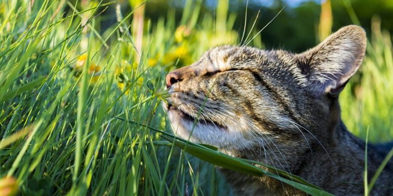 Chat allergique au pollen symptômes, traitements