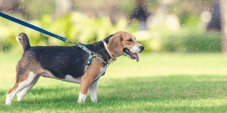 Why do dogs pull on the lead? 5 reasons behind the behaviour