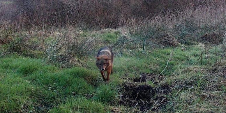 Sheep attacks blamed on wolves, but DNA reveals astonishing truth