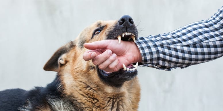 Experten warnen Hunde beißen bestimmte Menschen besonders oft