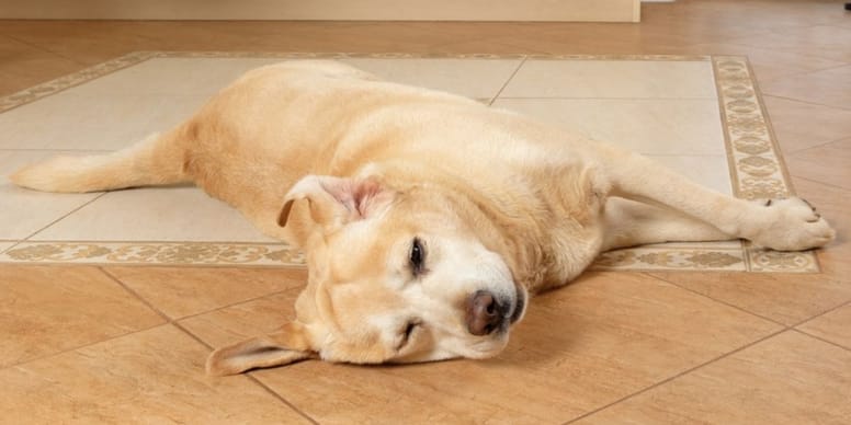 Ematochezia nel cane dalla diagnosi alla terapia