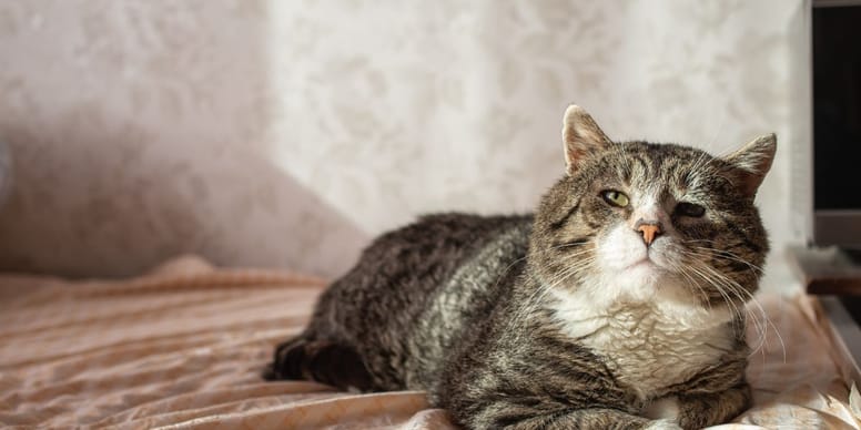 Katze mit Arthrose Wann einschläfern?