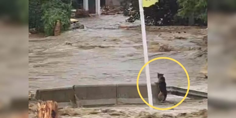 German Shepherd spotted in flood waters; sadly, the situation doesn’t