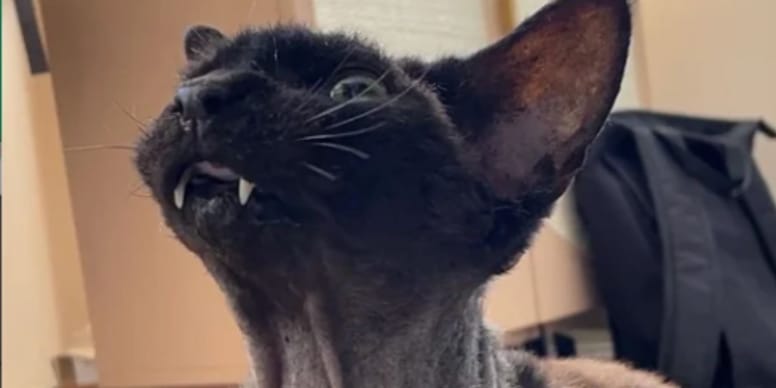 Cat with bone cancer now looks like a character from The Simpsons
