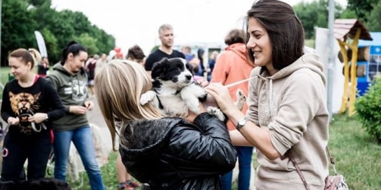 Come diventare una famiglia affidataria per un cane del canile?