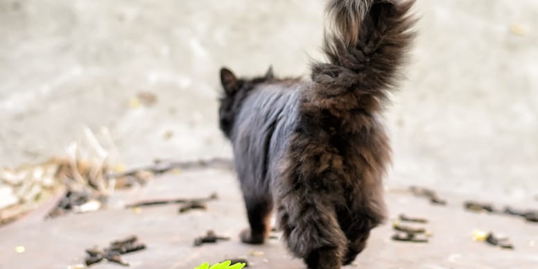 Analdrüse bei Katzen: Funktionsweise und mögliche Probleme
