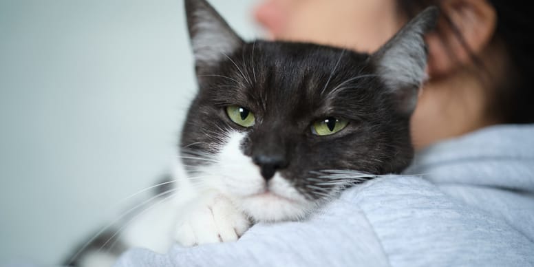 Katze Miaut Ständig Und Will Schmusen Katze miaut viel und ist anhänglich: Was steckt dahinter?