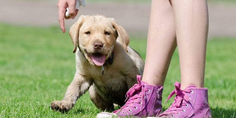 Cómo educar a un cachorro labrador: claves de entrenamiento