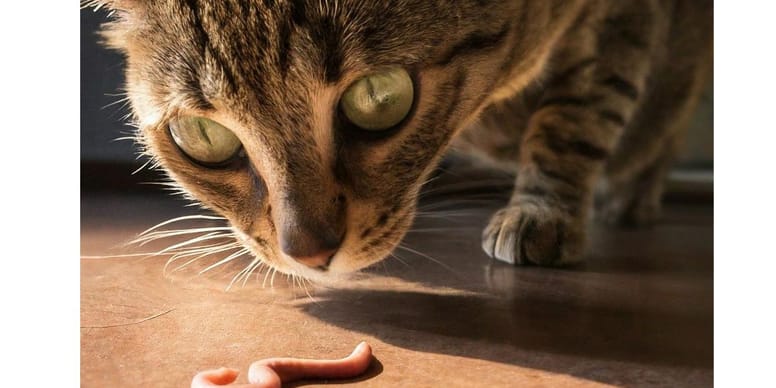 Bandwurm der Katze Übertragung, Symptome, Behandlung