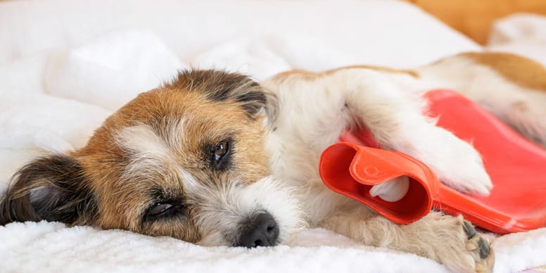 Bauchspeicheldrüsenentzündung beim Hund Wann einschläfern?