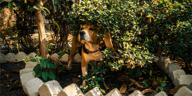 Autumn warning to dog owners over common garden mistake