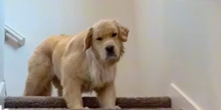 Ce chien a mal dormi : son humain prédit la suite de la journée devant 5,6M de personnes hilares (vidéo)