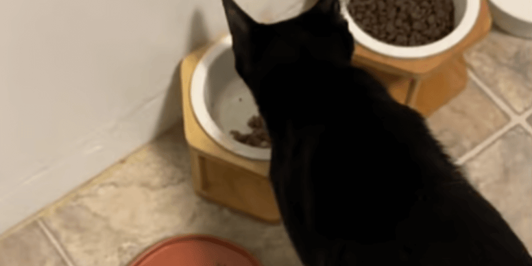 Watch Cat refuses to eat unless owner serves him the strangest side