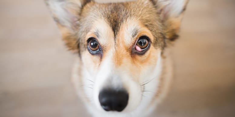 Luxation de la glande nictitante chez le chien : cette boule rouge dans l’œil