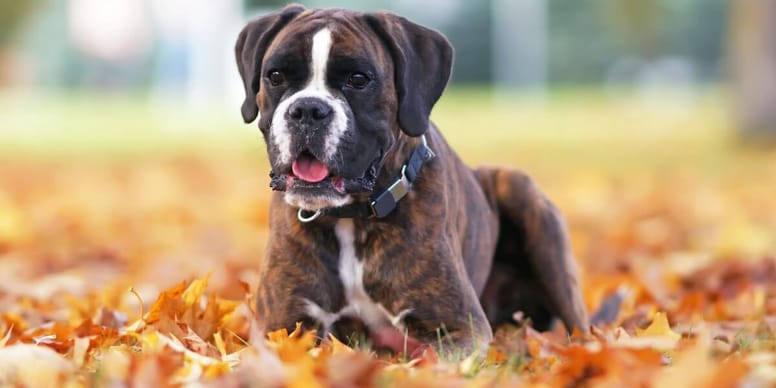 Boxer Hund Vor Und Nachteile