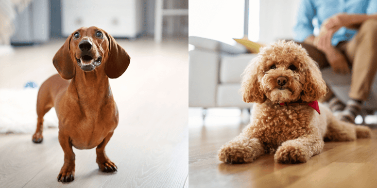 Doxiepoo Meet the adorable sausage dog cross Poodle