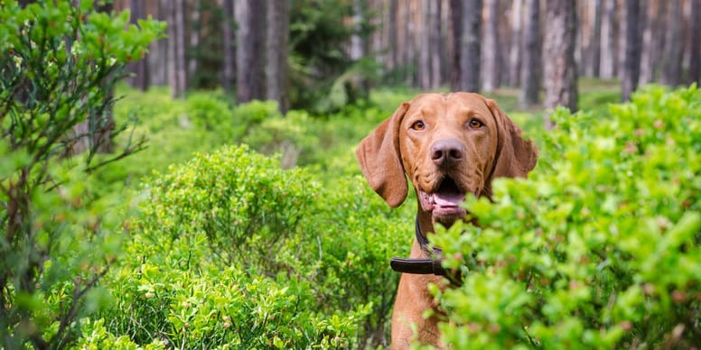 Brut- und Setzzeit in Hessen 2025: Das sollten Hundehalter wissen