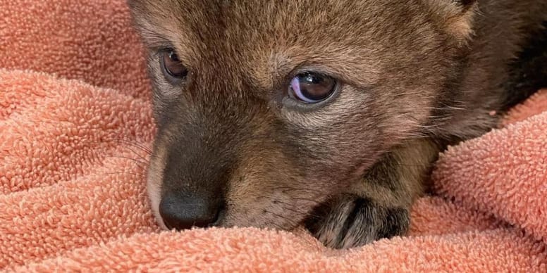 Une famille recueille un chiot abandonné : elle découvre rapidement qu'elle a commis une grave erreur