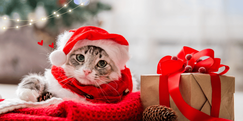 Le meilleur calendrier de l'Avent pour chat en 2025