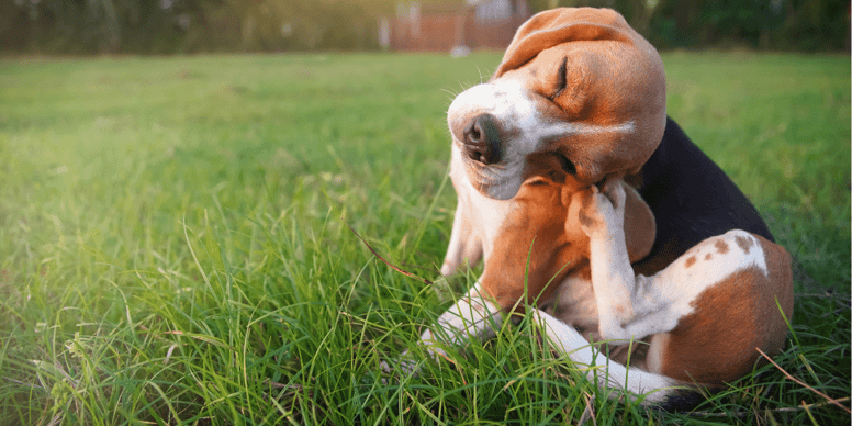 Do Cats And Dogs Get Lice: Facts Every Pet Owner Must Know