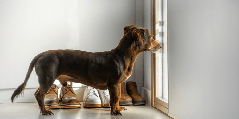 Can I leave my dog alone overnight?