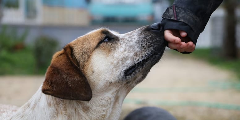 Detenuti e cani in un incontro a Aversa, con un cane che si avvicina al gruppo dopo un momento di tranquillità
