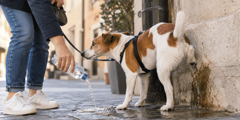 Pipì dei cani, multe fino a 500 euro: la nuova ordinanza finisce davanti al TAR