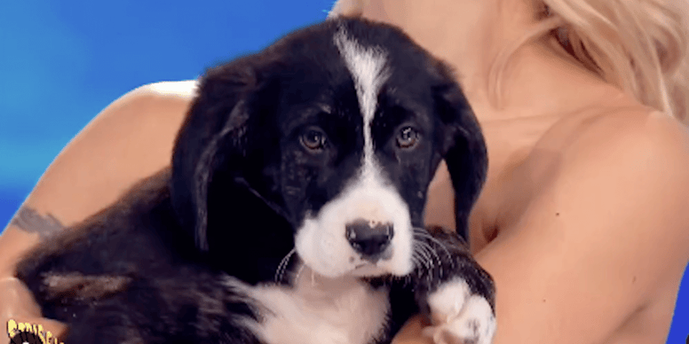 Scegliamo insieme il nome del cane di Striscia la Notizia 2024!