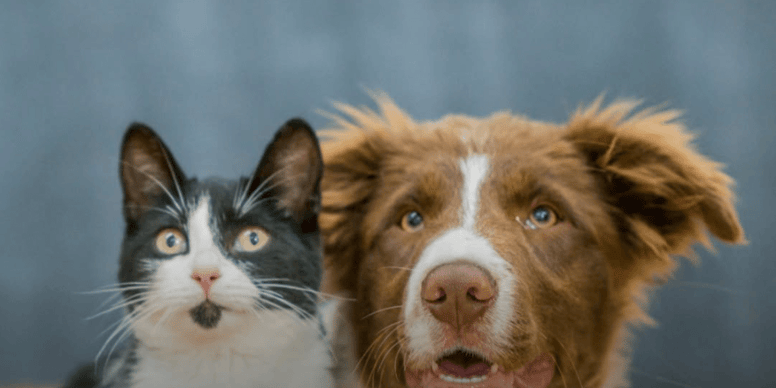 Proprietari di cani e gatti a Piacenza partecipano a corsi gratuiti per imparare a gestire meglio i loro animali domestici