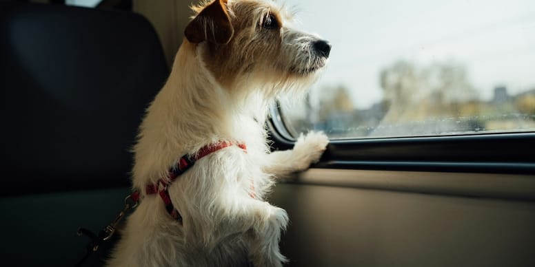 Vacanze con cane o gatto senza spendere una fortuna? La nuova tendenza che conquista sempre più proprietari