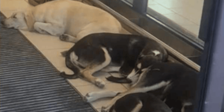Cani randagi trovano rifugio in un supermercato a Licata, durante un'ondata di caldo