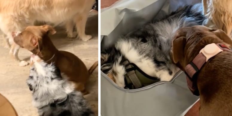 "They grieve, too": video of two dogs saying goodbye to their friend breaks hearts online