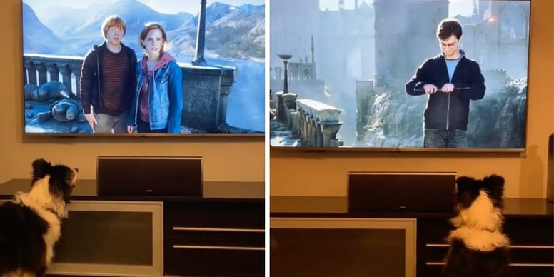 Dès qu'il voit cette scène de Harry Potter, ce chien a une réaction qui