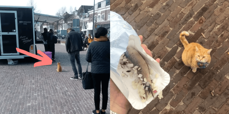 Cute ginger cat patiently waits in the queue for the most adorable reason