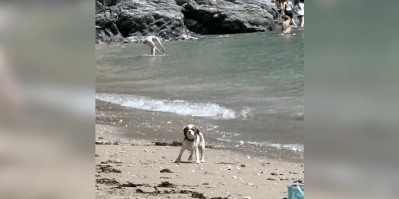 Frantic dog searches beach for owners during UK heatwave, panicking onlookers