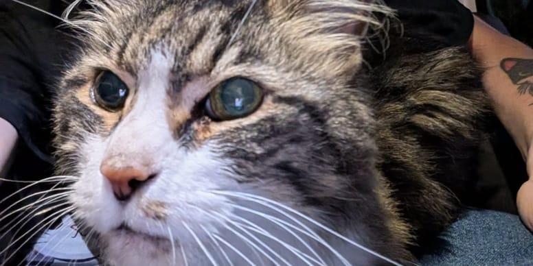 Un chat se cache sous un camion Amazon : sa puce électronique dévoile un passé hors du commun