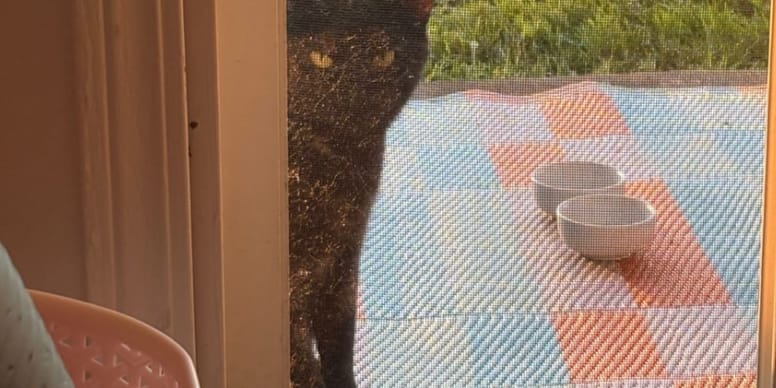 Elle découvre un chat devant sa fenêtre : elle ne s’attendait pas à recevoir une belle surprise de sa part