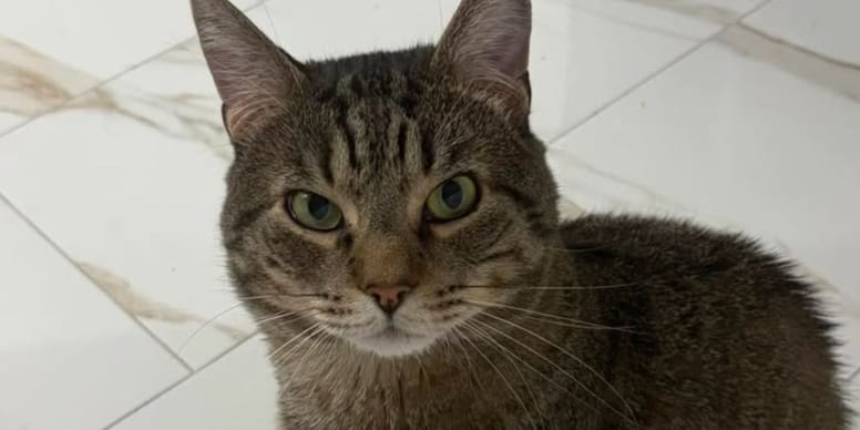 Un chat abandonné dans une cage à oiseaux : une situation choquante mais pas isolée