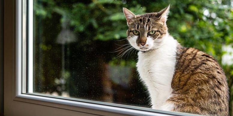 Chat bloqué 4h au soleil : comment éviter ce danger ?