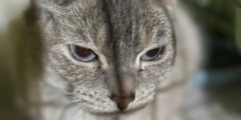 Deux chats sont abandonnés devant un café-refuge : un message poignant révèle la vérité