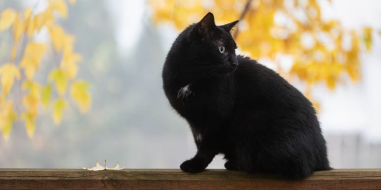The Biological Secret Behind a Cat's Perfect Landing